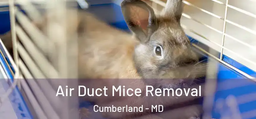 Air Duct Mice Removal Cumberland - MD